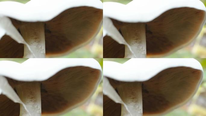 爱沙尼亚白蘑菇头的近距离观察