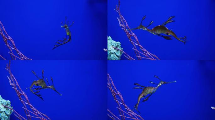 海龙优雅地游动着被珊瑚包围着。一种非常不寻常的海洋动物