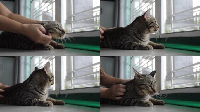 手握猫按摩