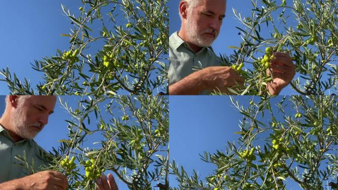 农民在收获前检查绿橄榄作物