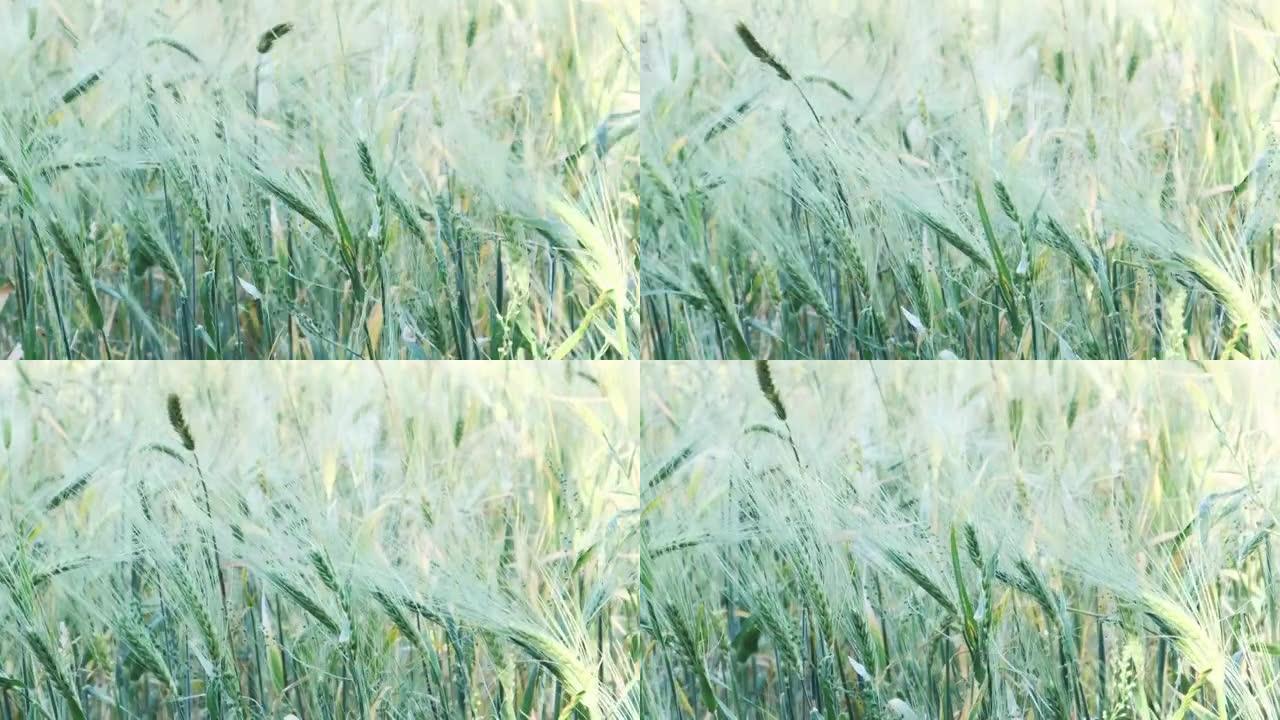 夏季收获小麦。田野上成熟麦子的金穗。