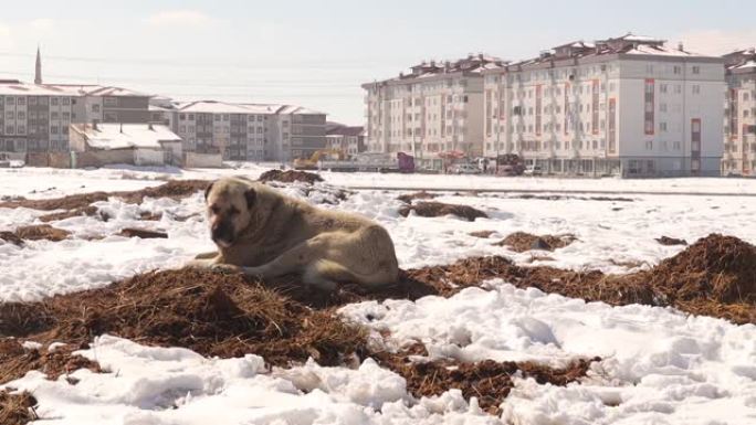 土耳其袋鼠狗坐在靠近城镇的村庄里被雪包围的泥土。
它不是无家可归的狗; 它是牧羊犬。
农村的动物，农