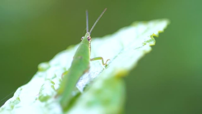 叶子上昆虫的特写大自然小虫子绿色