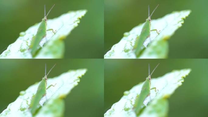 叶子上昆虫的特写大自然小虫子绿色