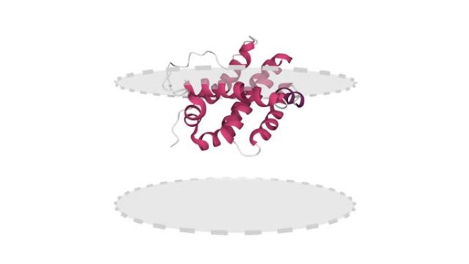 抗凋亡蛋白bcl-2的溶液结构