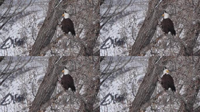 杨木树枝上的美国白头鹰