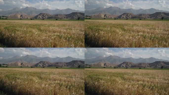 吉尔吉斯斯坦夏季的农业