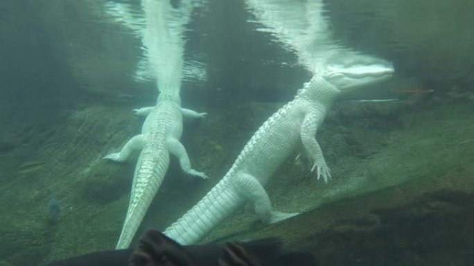 水中的白色鳄鱼白色鳄鱼