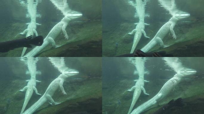 水中的白色鳄鱼白色鳄鱼