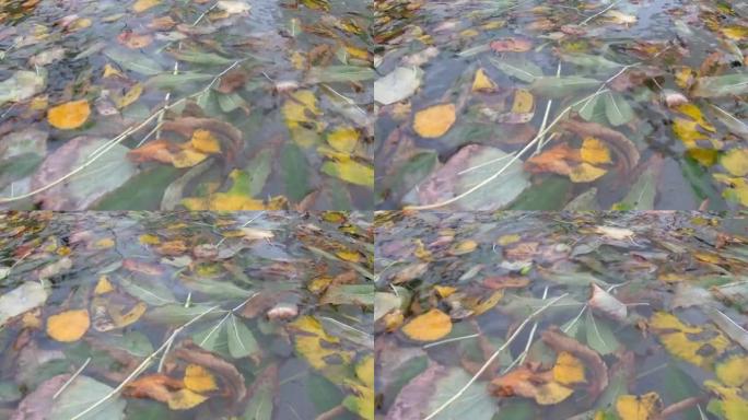 水中的树叶