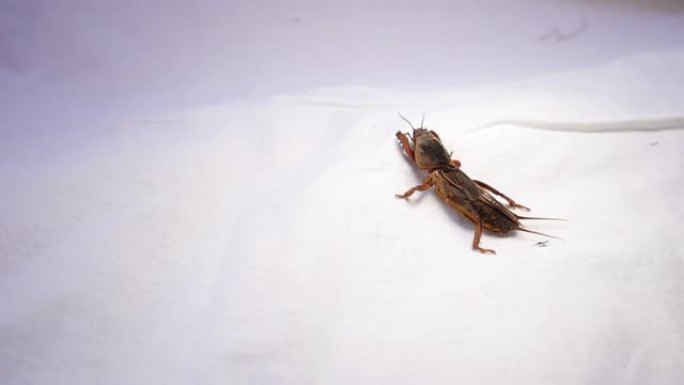 鼹鼠蟋蟀分离 (Gryllotalpidae)。
白色背景上的鼹鼠蟋蟀
特写鼹鼠蟋蟀。
特写鼹鼠蟋蟀