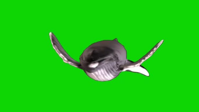 座头鲸在绿色屏幕上游泳