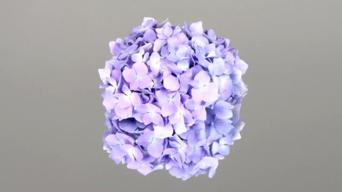 银镜上的绣球花蓝色花束。侧视图。