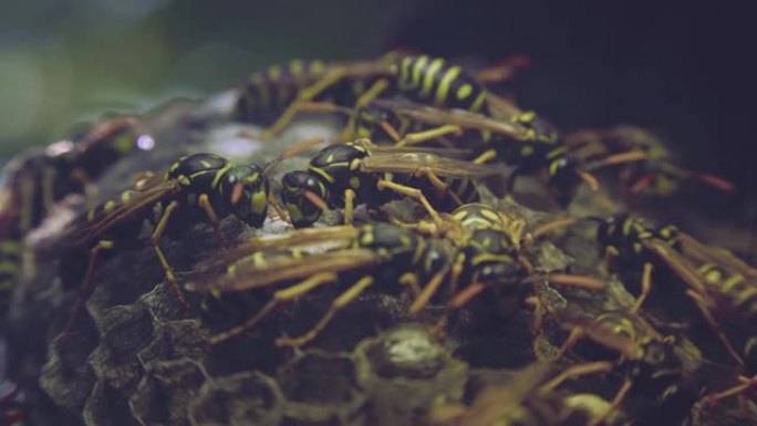确保有幼虫的巢的正常功能的黄蜂，并以光的效果极端接近