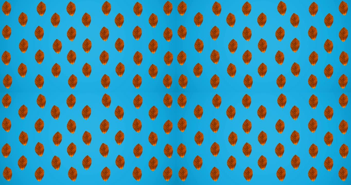 蓝色背景上成排的秋橙树叶的动画