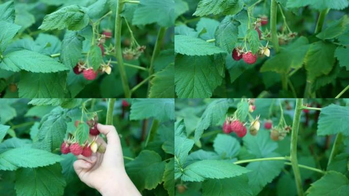 一个孩子的手从灌木丛中采摘新鲜的红树莓的特写镜头。在夏日采摘健康的浆果。这个男孩从树枝上摘成熟的覆盆