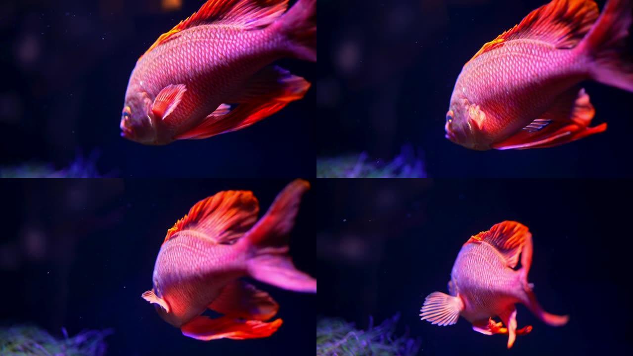 深蓝色背景下水下游泳的橙色鱼。金鱼水下居民的宏观细节。热带海底。多彩的自然平静背景。