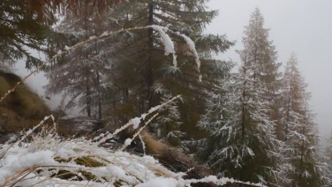 一年中的第一场雪，山，落叶松，云杉，风景，