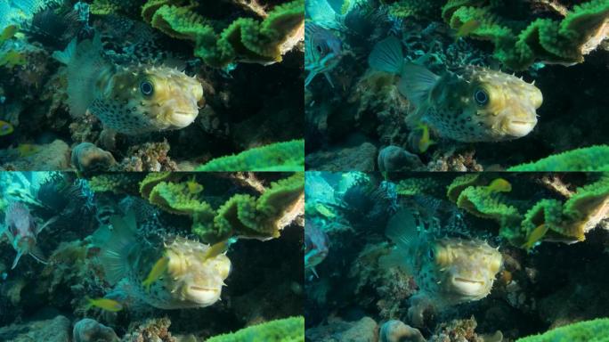 特写镜头，斑鱼藏在莴苣珊瑚下。Ajargo、巨猪斑鱼或斑点豪猪鱼 (diodin hystrix) 