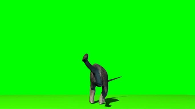 腕龙恐龙在绿色屏幕上寻找
