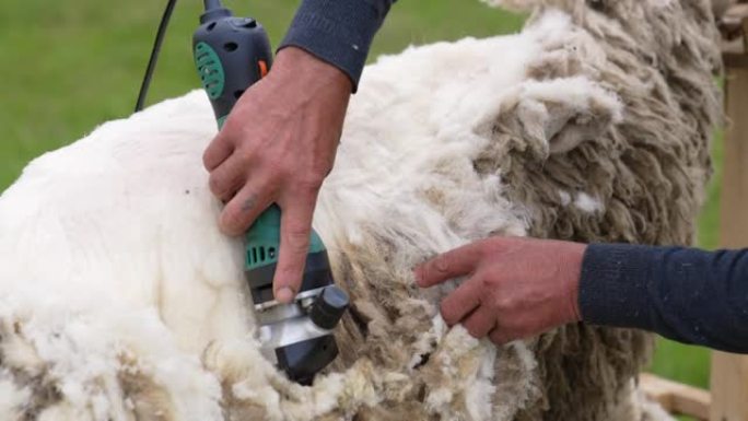 剪羊毛的特写。在农场剪羊毛的人的手