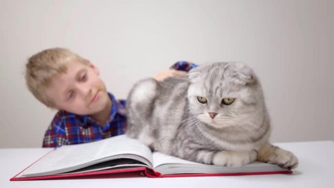 小学生读的书猫坐在前台，眨眨眼苏格兰折叠男孩