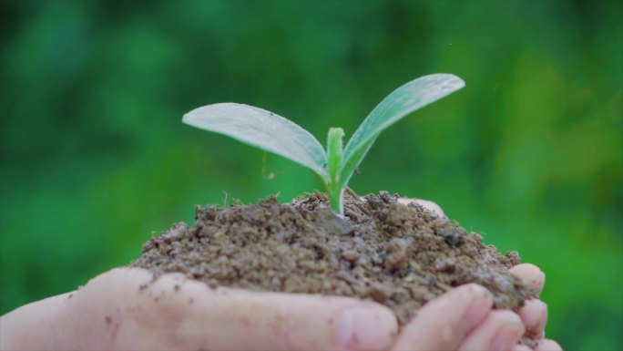 水滴落在嫩芽手捧泥土禾苗托起希望关爱生命