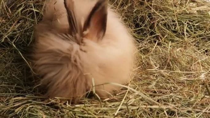 生姜蓬松的兔子，兔子咀嚼和嗅着干草。
