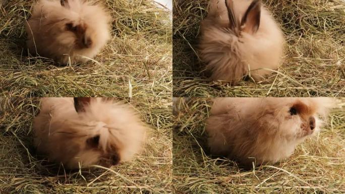生姜蓬松的兔子，兔子咀嚼和嗅着干草。