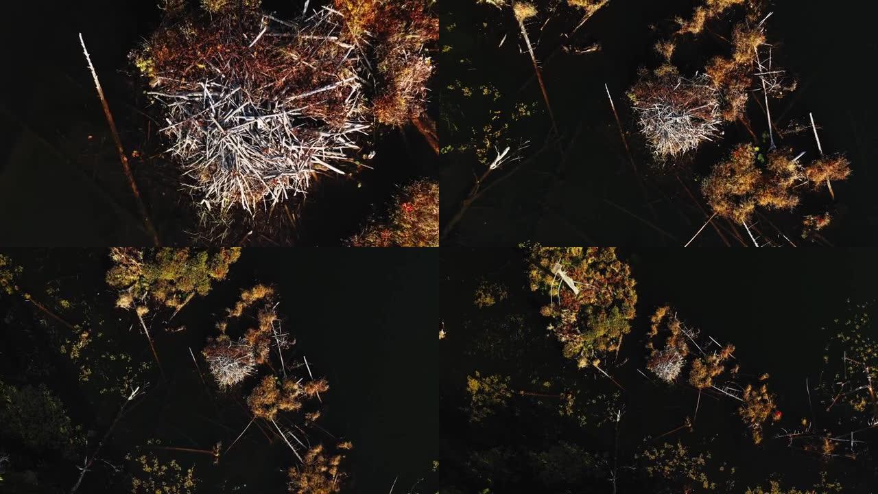空中无人机火箭视图的海狸大坝视图在秋季缓慢旋转