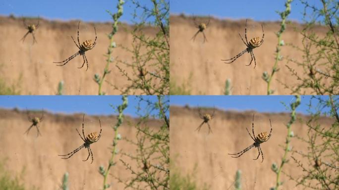 草地上的两个巨大蜘蛛