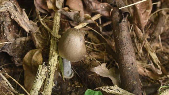 从地面上的腐烂原木生长的棕色真菌蘑菇束