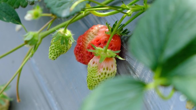 草莓大棚种植栽培实拍
