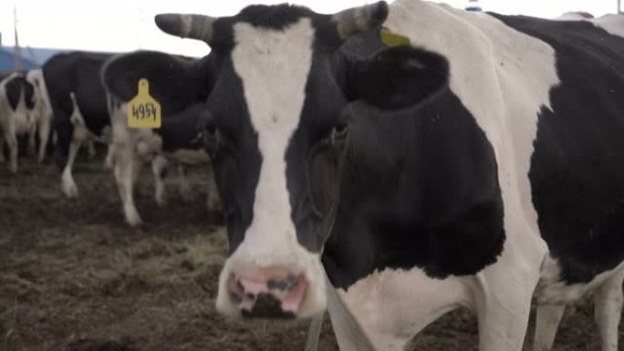 饲养场的育肥奶牛群。牛奶和肉类行业。