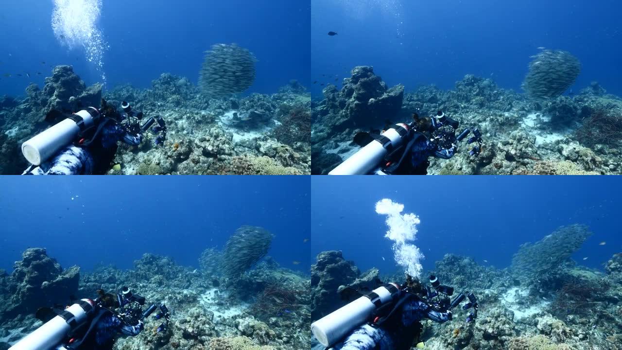 专业潜水员，水下摄影师在库拉索岛周围的加勒比海珊瑚礁拍摄诱饵球