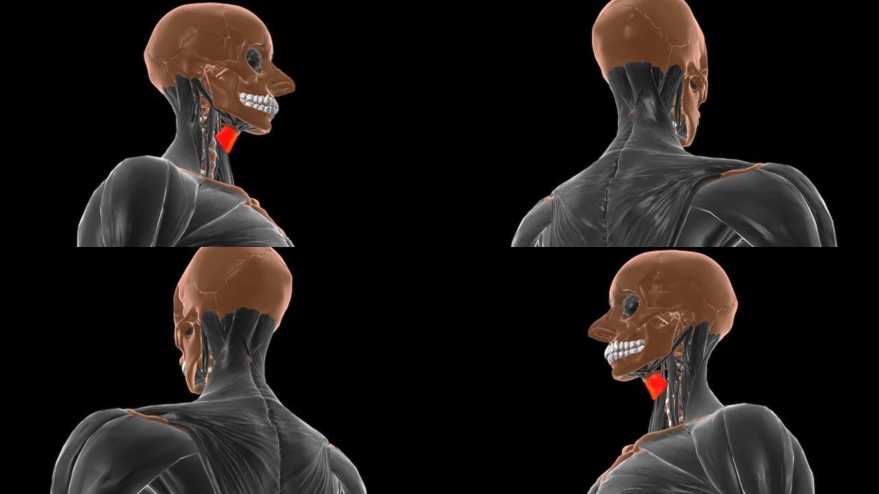 甲状腺舌骨肌解剖医学概念3D