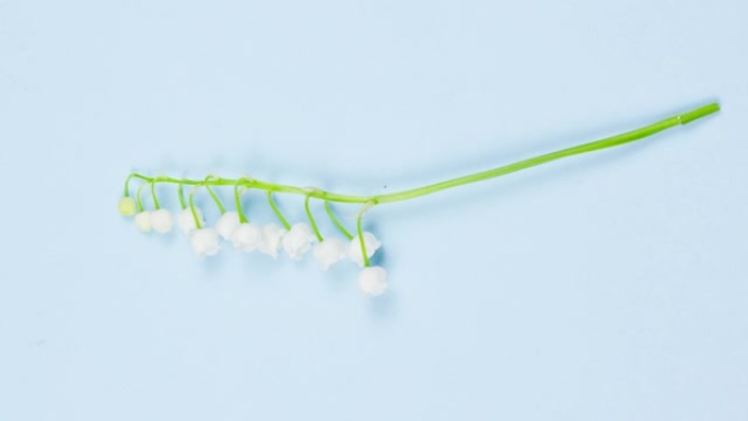小脆弱的白色香铃兰山谷花朵躺着