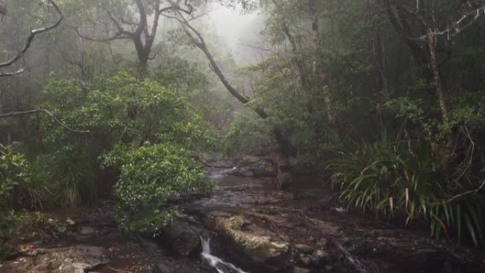 薄雾笼罩的雨林溪流，澳大利亚黄金海岸附近的Springbrook NP