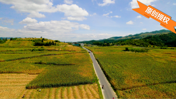 T0277酱香酒用高粱 红缨子糯高粱基地