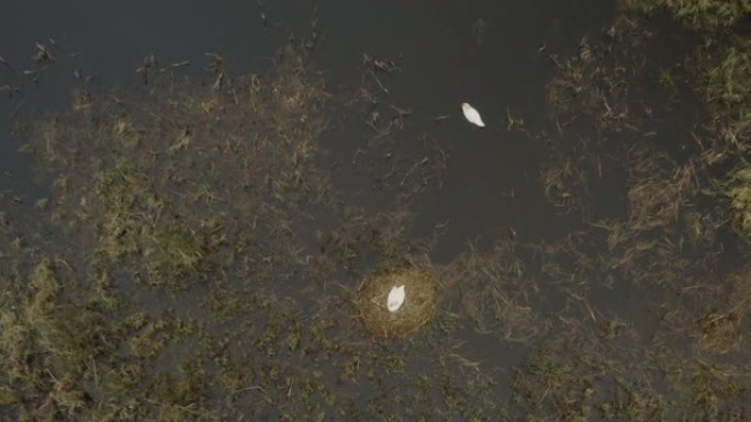 疣鼻天鹅 (天鹅座) 科繁殖期，下雨，白俄罗斯