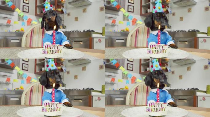 穿着蓝色衬衫和节日帽子的有趣的腊肠犬小狗正在舔嘴唇，期待着美味的生日蛋糕，它站在桌子前，点燃蜡烛，前