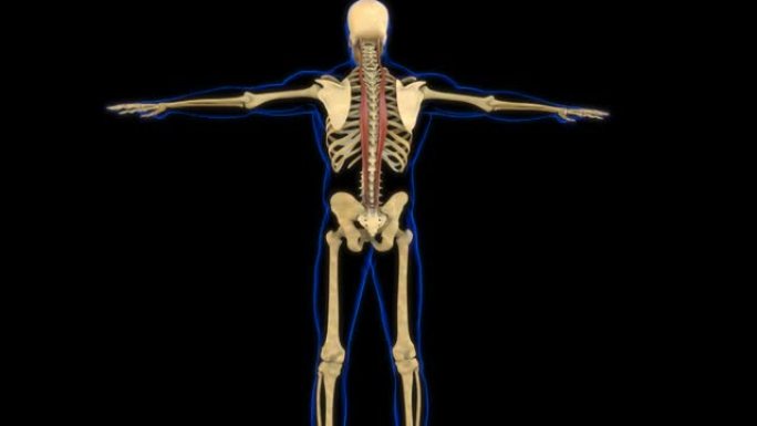医学概念3D动画的长肌解剖学