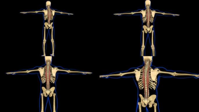 医学概念3D动画的长肌解剖学