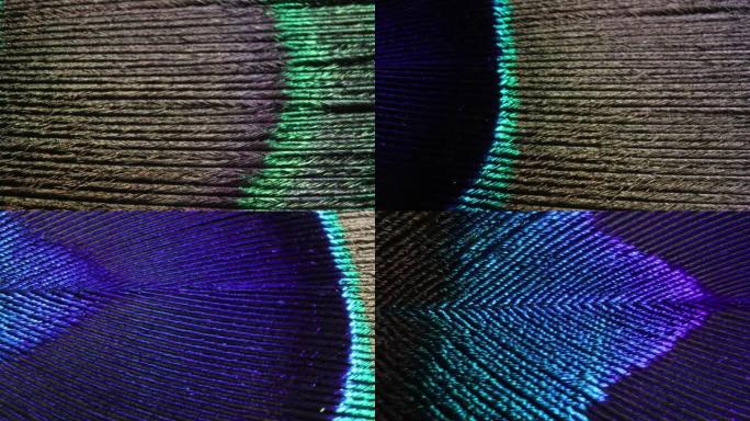 孔雀羽毛的极端宏观，具有各种闪闪发光的颜色和纹理