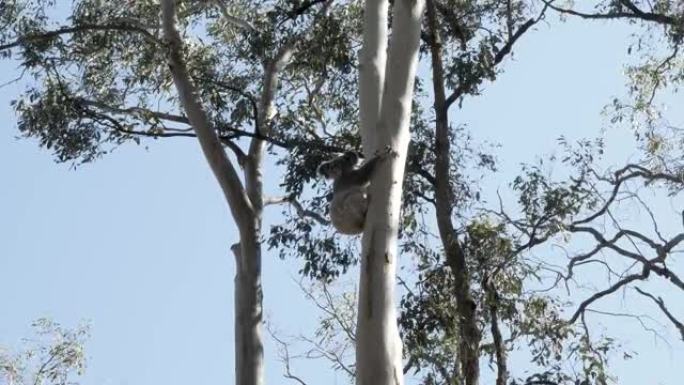 一只考拉熊紧紧地贴在一棵高大的桉树的树枝上，在微风中摇曳。