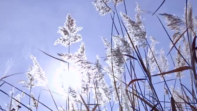 芦苇 (Arundo donax) 在阳光下在风中摇摆。