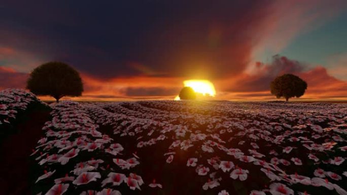 日落时分的芙蓉白花场，特写