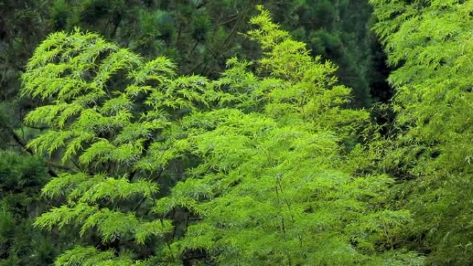 台湾依兰县森林、山湖、明池、游憩区、竹林