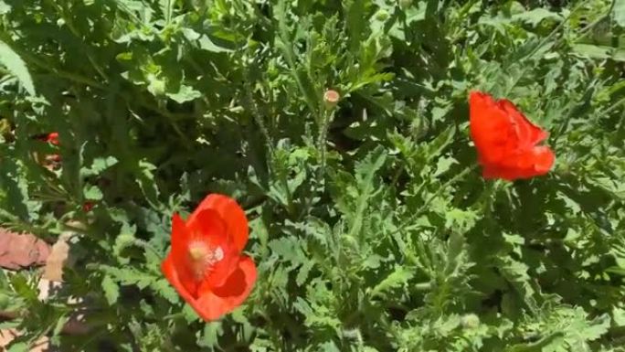两朵红色的罂粟花在风中飘扬。