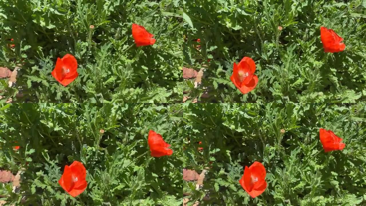 两朵红色的罂粟花在风中飘扬。